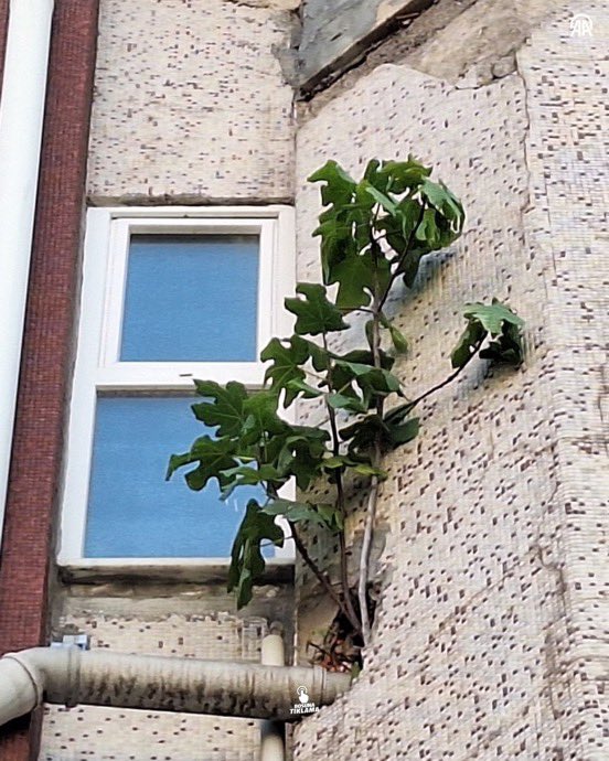 ozetgechaber's tweet photo. Zonguldak'ta bir apartmanın 4. katında incir ağacı yeşerdi. https://t.co/VBQh14D4YO