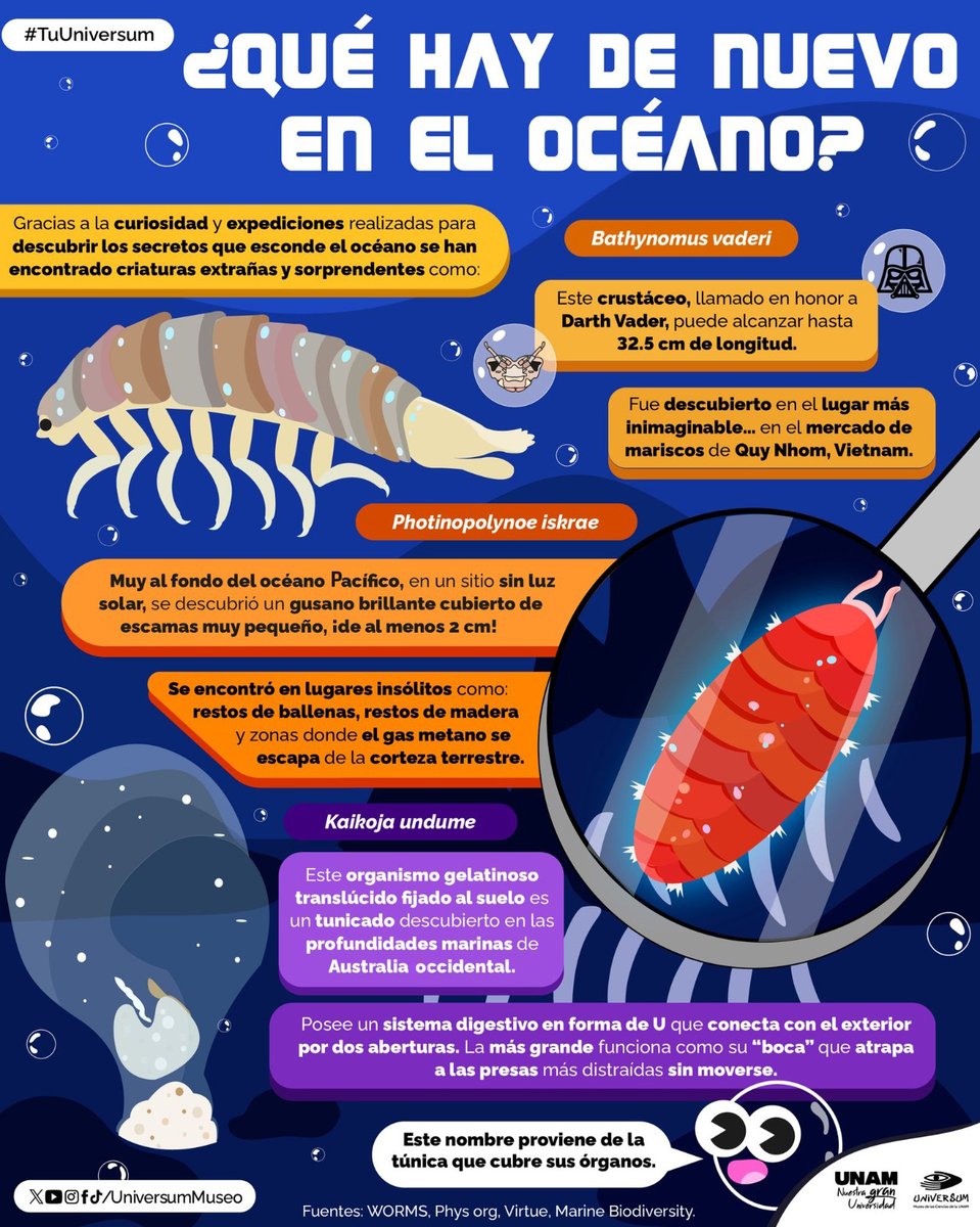 unamglobal's tweet photo. 🦑 ¿Qué secretos esconde el océano? La infografía de @UniversumMuseo te presenta tres sorprendentes criaturas. ⬇️ https://t.co/AOPAoAk4uS
