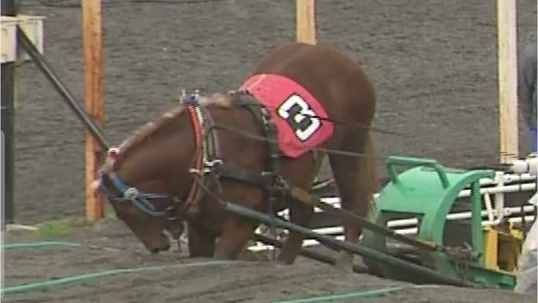 Sea_381's tweet photo. 楽天は、虐待ばんえい競馬の最大のスポンサーです。動物虐待に反対ならば、楽天は不買してほしいです。
料金が安いので以前楽天モバイルにしようかと思った事がありましたが、これを知ってしないでよかったと思いました🙏暴力にNOを‼️
#動物はモノじゃない https://t.co/HL8ztRo16E