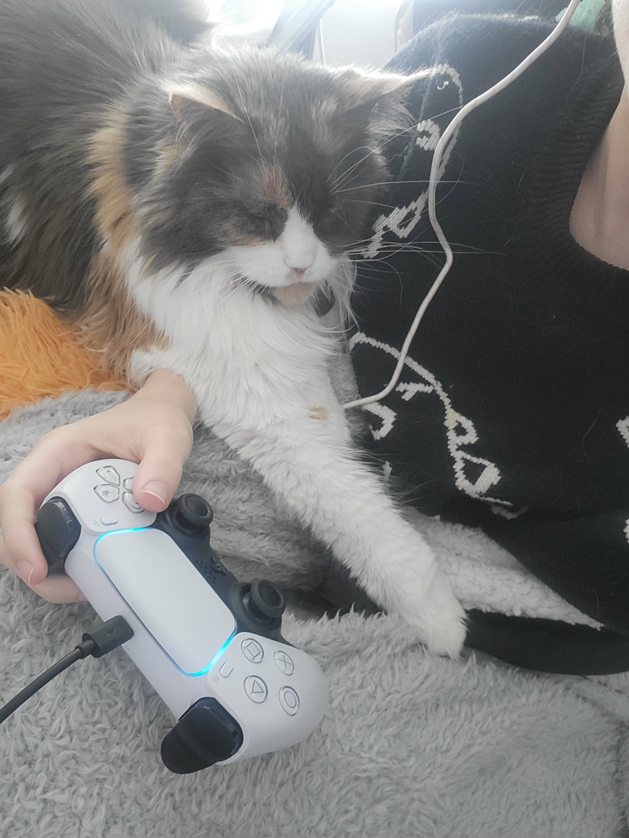 RaynebowReign's tweet photo. The most comfy position? 
#mainecoon #catlife https://t.co/VBdik6Et5X