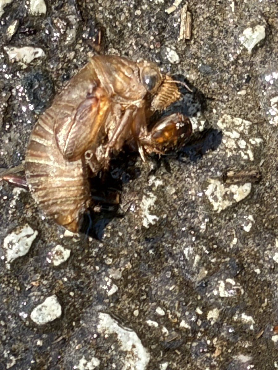 etsstokes's tweet photo. Just watched this cicada shed its shell. https://t.co/HcPzfaOE4U