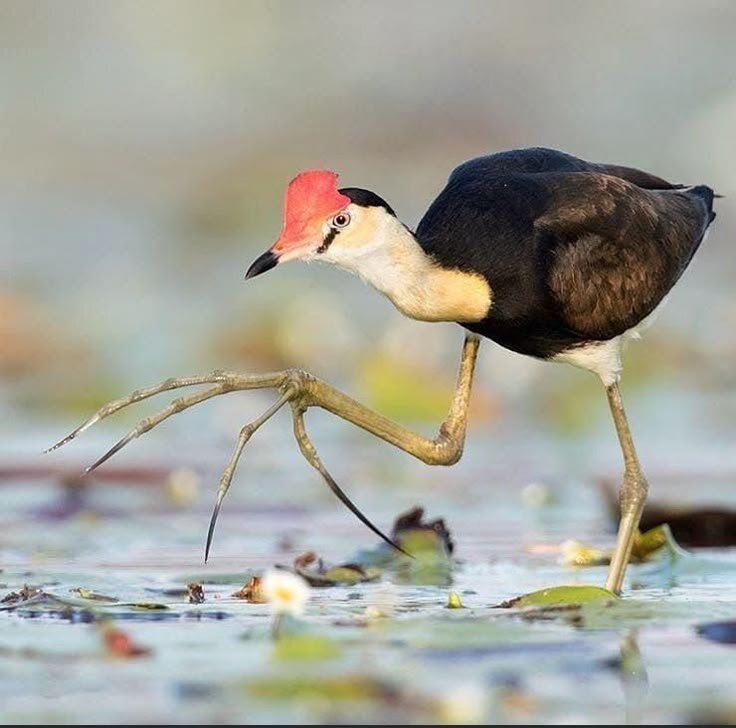 tired_ibis's tweet photo. wetland birds are such little weirdos, look at those feet https://t.co/Nfu7jM8FHj