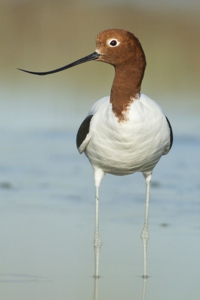tired_ibis's tweet photo. wetland birds are such little weirdos, look at those feet https://t.co/Nfu7jM8FHj