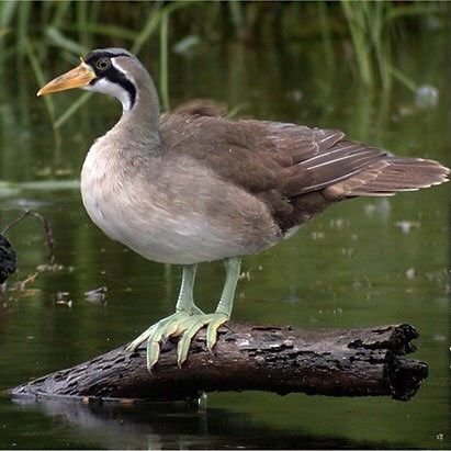 tired_ibis's tweet photo. wetland birds are such little weirdos, look at those feet https://t.co/Nfu7jM8FHj