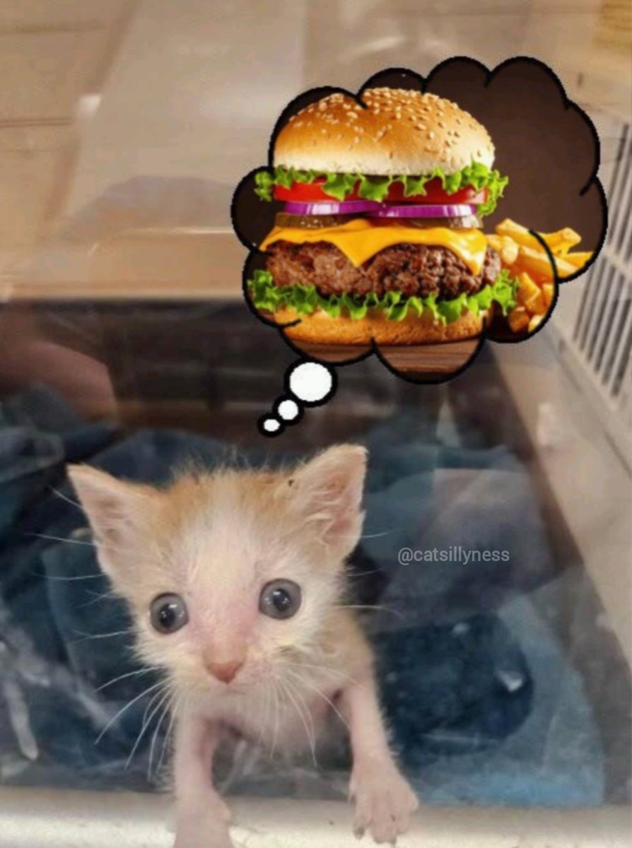 Catsillyness's tweet photo. He has a lot on his mind rn https://t.co/wlKKOZcinX