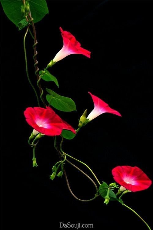 Flowerslhrn's tweet photo. https://t.co/RuLRxeOskV