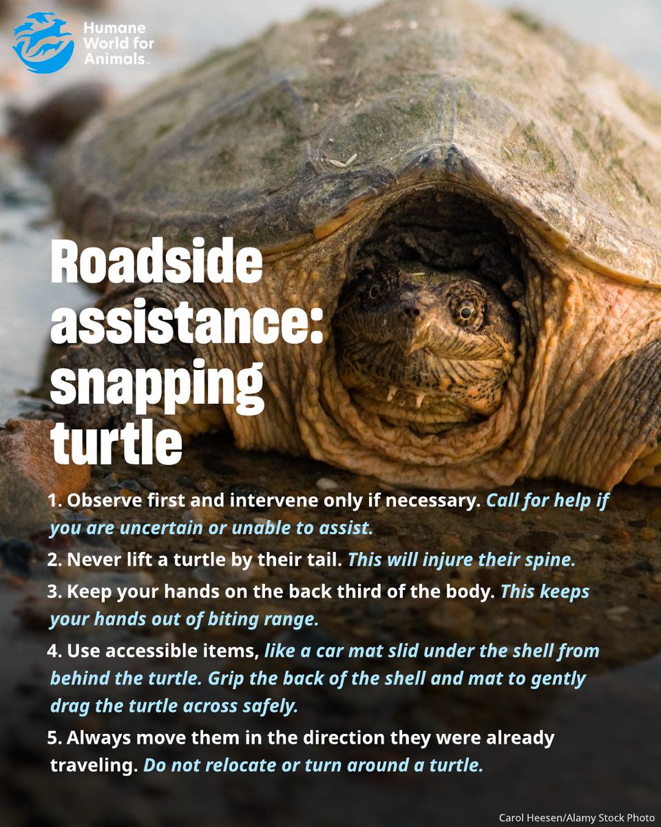 Humane_Pro's tweet photo. Never lift a turtle by their tail. 🐢 Learn how to keep yourself and our wild friends safe by sharing our newest fact sheet: https://t.co/6HTbmIYaOp https://t.co/80uYlGzcKv