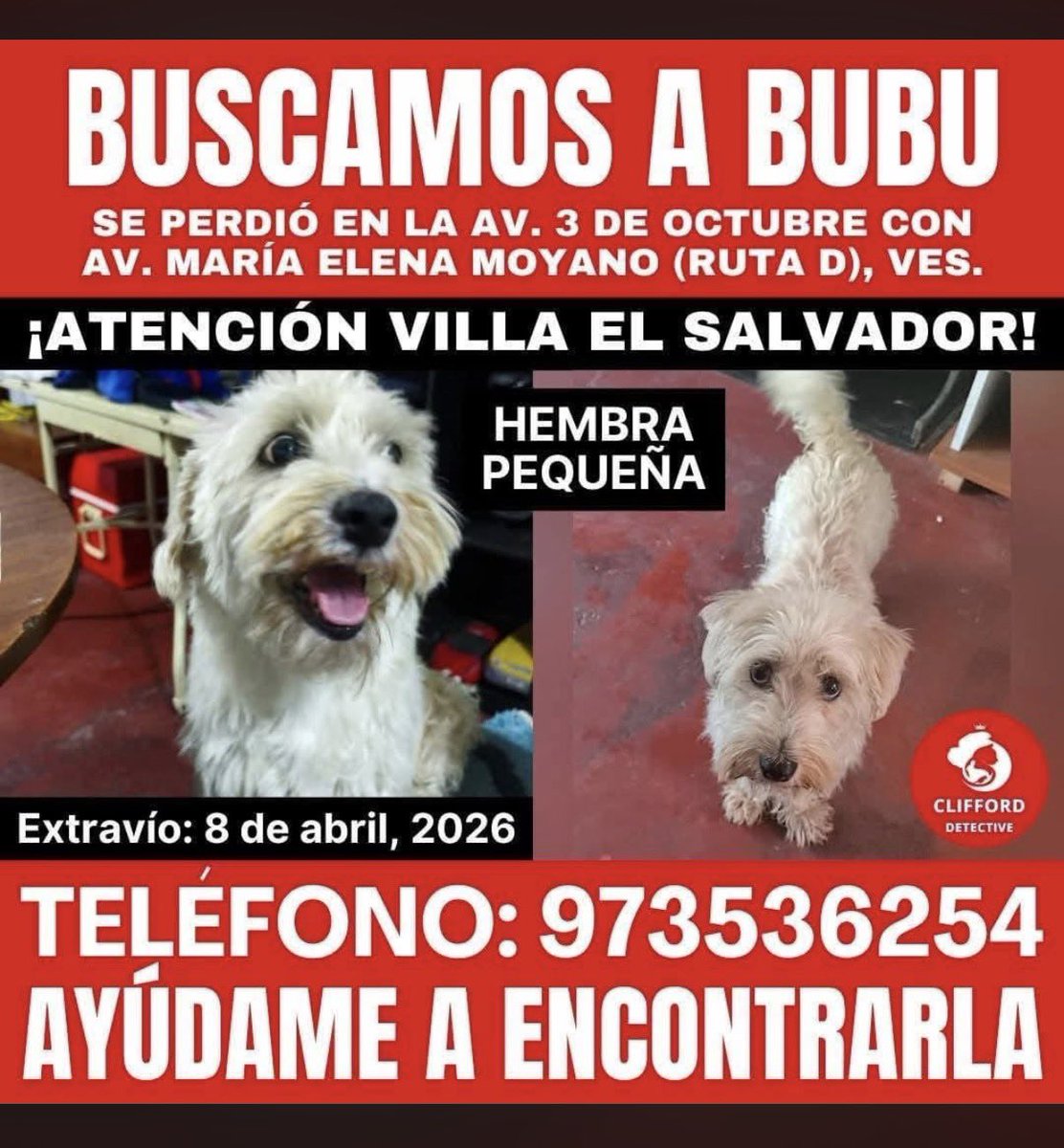 kabulkdm's tweet photo. Atención #VillaElSalvador han encontrado a BUBu por favor que su dueño lo busque perdido desde abril 2026 por favor difundir @incondic_peru @Paola310 @RotafonoRPP @pawssperu ‼️‼️‼️ https://t.co/AHJ5kl1PAZ