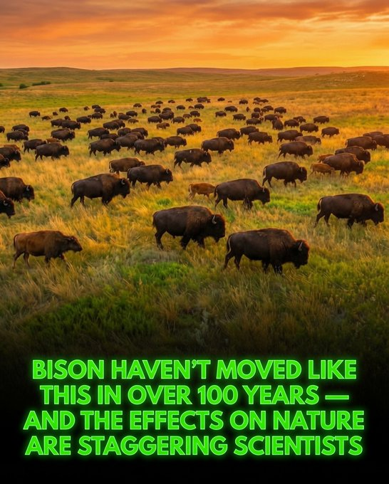 Rainmaker1973's tweet photo. Bison are leading one of the most remarkable ecological comebacks in North American history.

For more than a century, the great herds of the American bison were fragmented, broken into isolated groups by roads, fences, and human development across the Great Plains and Yellowstone region.

Now, in a powerful wildlife success story, those artificial barriers are being overcome. On their own, bison are instinctively reuniting and reopening ancient migration corridors that had been lost for over 100 years.

This isn’t just movement: it’s a profound return to ancestral memory. Large, unified herds are once again flowing across the landscape as they did in centuries past.

As they travel, these iconic animals act as masterful ecosystem engineers. Their powerful hooves aerate compacted soil, their selective grazing encourages the growth of diverse native plants, and their dust wallows create seasonal watering holes that benefit countless other species. In doing so, they spread nutrients and help restore the health of the grasslands.

By simply allowing bison to roam freely across their historic ranges, nature is showing us that wild ecosystems recover best when their original architects are given the freedom to lead.

[Texas A&M University. After 120 Years of Conservation, Yellowstone Bison Are Now a Single Breeding Population. Journal of Heredity]