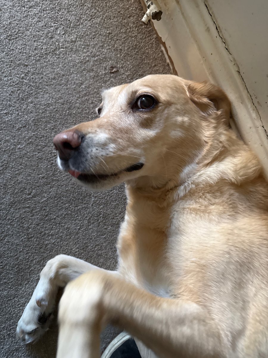 squigchamp's tweet photo. i miss my dog man :(

rip violet you were awesome https://t.co/t3YEWOFPhn