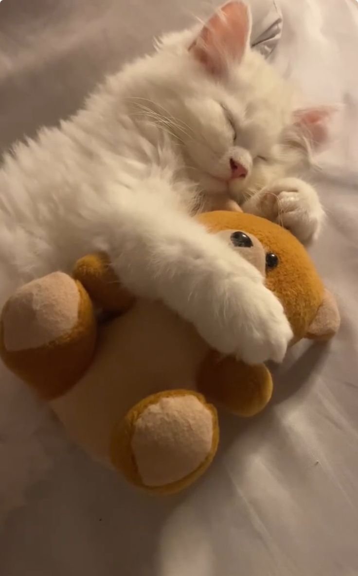 Tovulga's tweet photo. İyi geceler X boşluğu.. 🌙✨ https://t.co/36I6dep46P