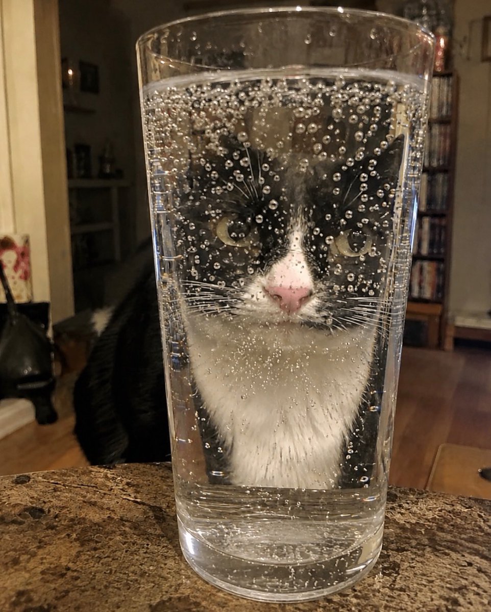 BestOfMeow's tweet photo. My baby idiot watching her favourite show carbonated beverage https://t.co/S10kFJxAZo