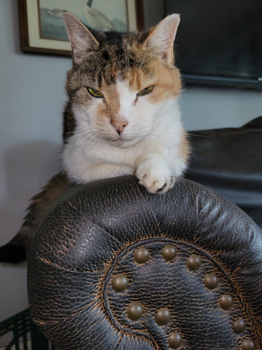 plotwench's tweet photo. @TheCleftonTwain Tinkerbell agrees! https://t.co/e54LEvMgXI
