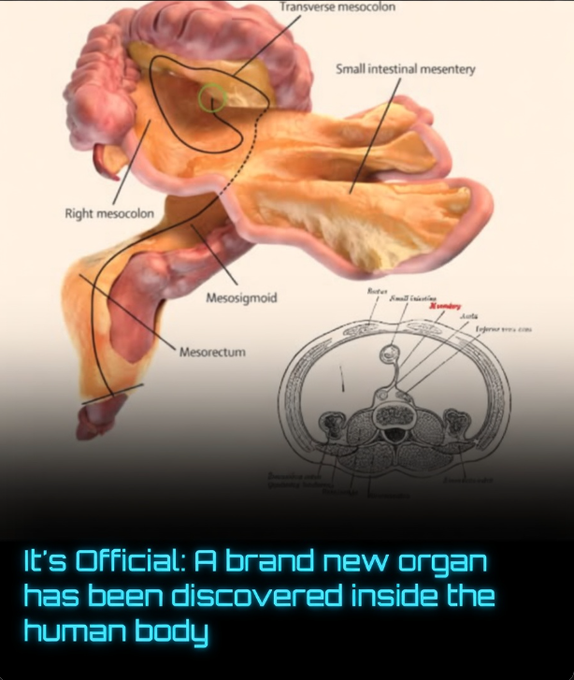 Rainmaker1973's tweet photo. Scientists have officially discovered a brand-new organ in the human body.

The mesentery, a structure long thought to be a collection of fragmented tissues holding the intestines in place, has been reclassified as a single, continuous organ. This landmark discovery, led by researcher J. Calvin Coffey at University Hospital Limerick, has fundamentally changed our understanding of human anatomy.

For centuries, the mesentery was dismissed as insignificant. Now, thanks to detailed research, it is recognized as one unified structure. The finding was so significant that it has already been incorporated into the latest edition of Gray’s Anatomy, the world’s most respected medical textbook.

While the mesentery’s main function is to anchor and support the intestines, scientists believe it plays far more complex roles that are still not fully understood. Its formal recognition has given rise to an entirely new field called mesenteric science. Researchers hope that studying this organ will unlock new insights into digestive diseases, abdominal disorders, and potentially lead to better treatments for millions of patients.

This discovery is a powerful reminder that even today, the human body still holds remarkable secrets waiting to be uncovered.