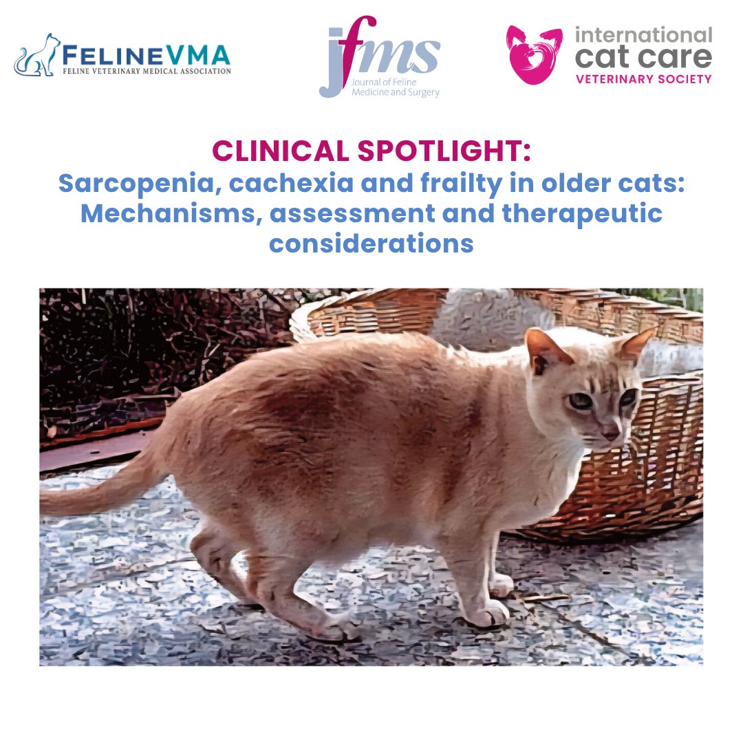 CatVets's tweet photo. 🐈 📰 Sarcopenia, cachexia and frailty in older cats: Mechanisms, assessment and therapeutic considerations.

🔗 https://t.co/1cAjo6FsVl 

#OpenAccess #FelineHealth #JFMS https://t.co/gg29Ok6pD8