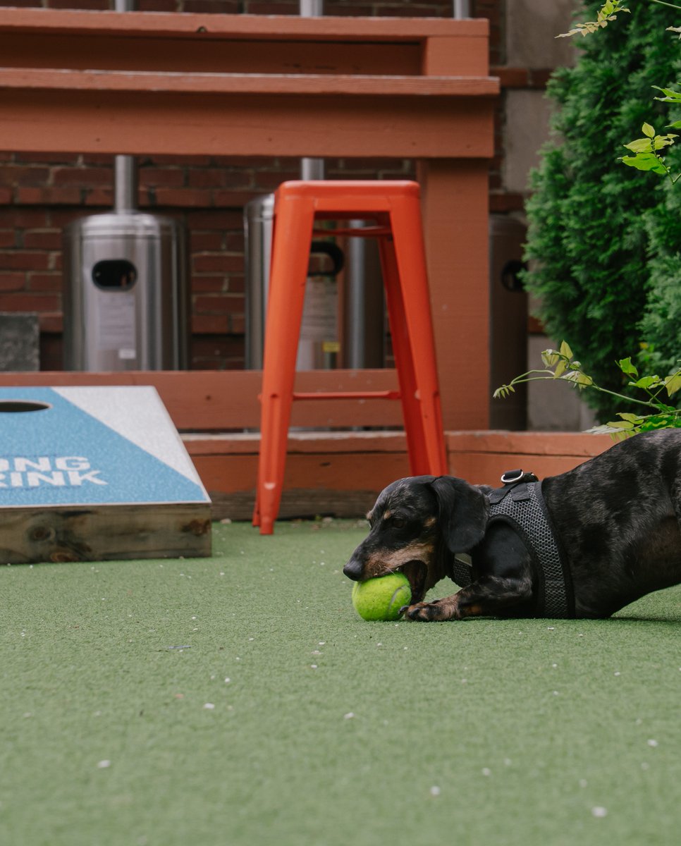 RosedaleOTR's tweet photo. Class is almost in session! 🎒

Join us next Thursday for our Bark to School Bash Yappy Hour from 4pm - 7pm. Enjoy half-price happy hour for humans, dog swag and giveaways, a themed photo booth, and more. Plus, $1 from every drink sold will be donated to Louie's Legacy 🐾 https://t.co/3nwmcjkZ0e