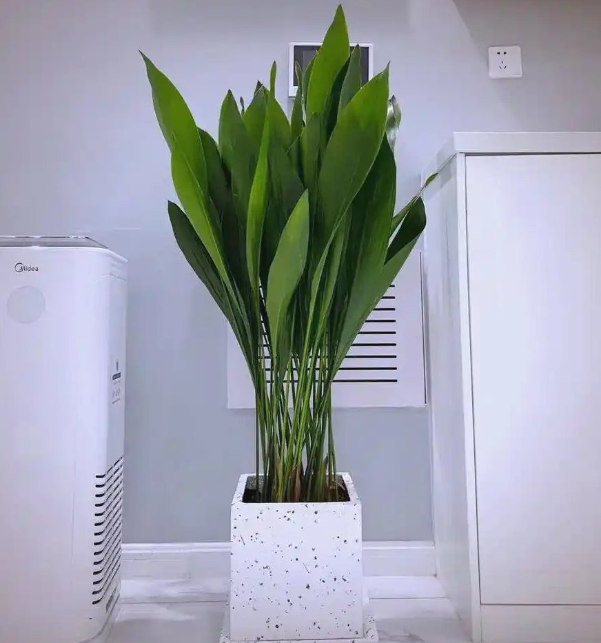 efkardelen's tweet photo. Just spent 10 mins staring at the office plant and it’s the most productive part of my whole workday ， https://t.co/JwNW9MTN7F