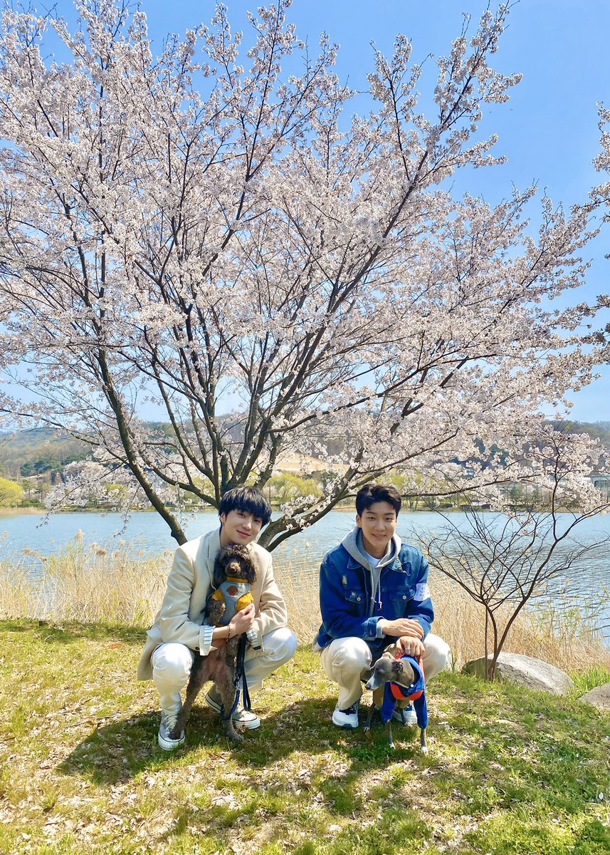 softinseo tweet picture