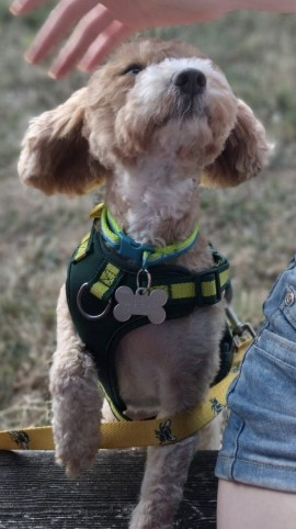 millypod1's tweet photo. 🆘18 AUG 2026 #Lost Lucie Buttons #ScanMe
Cavapoo Female #Rescue dog Nervous
Went missing from garden in #Fant #Maidstone #Kent #ME16 
Seen on Train Tracks near Maidstone West Train Station
https://t.co/cZIrFcRR25 https://t.co/3BXTRRp63s