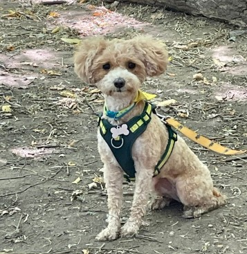millypod1's tweet photo. 🆘18 AUG 2026 #Lost Lucie Buttons #ScanMe
Cavapoo Female #Rescue dog Nervous
Went missing from garden in #Fant #Maidstone #Kent #ME16 
Seen on Train Tracks near Maidstone West Train Station
https://t.co/cZIrFcRR25 https://t.co/3BXTRRp63s