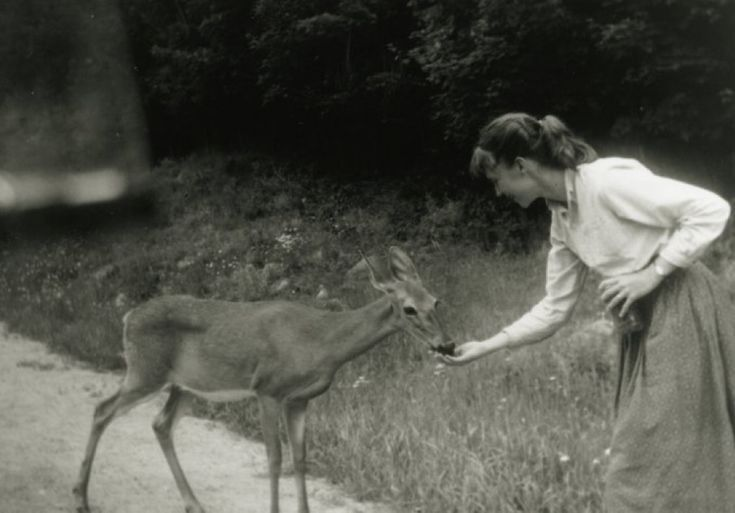 missdelicatie's tweet photo. sylvia plath feeding blueberries to a deer, ontario, canada, 1959 https://t.co/criSiHARxv