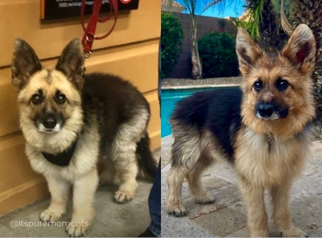 itshumanot's tweet photo. Eu não sabia que existia cachorro com nanismo… Esse pastor alemão tem a condição e, mesmo já adulto, continua com o tamanho e a aparência de um filhote. https://t.co/Nppl1CWzjb