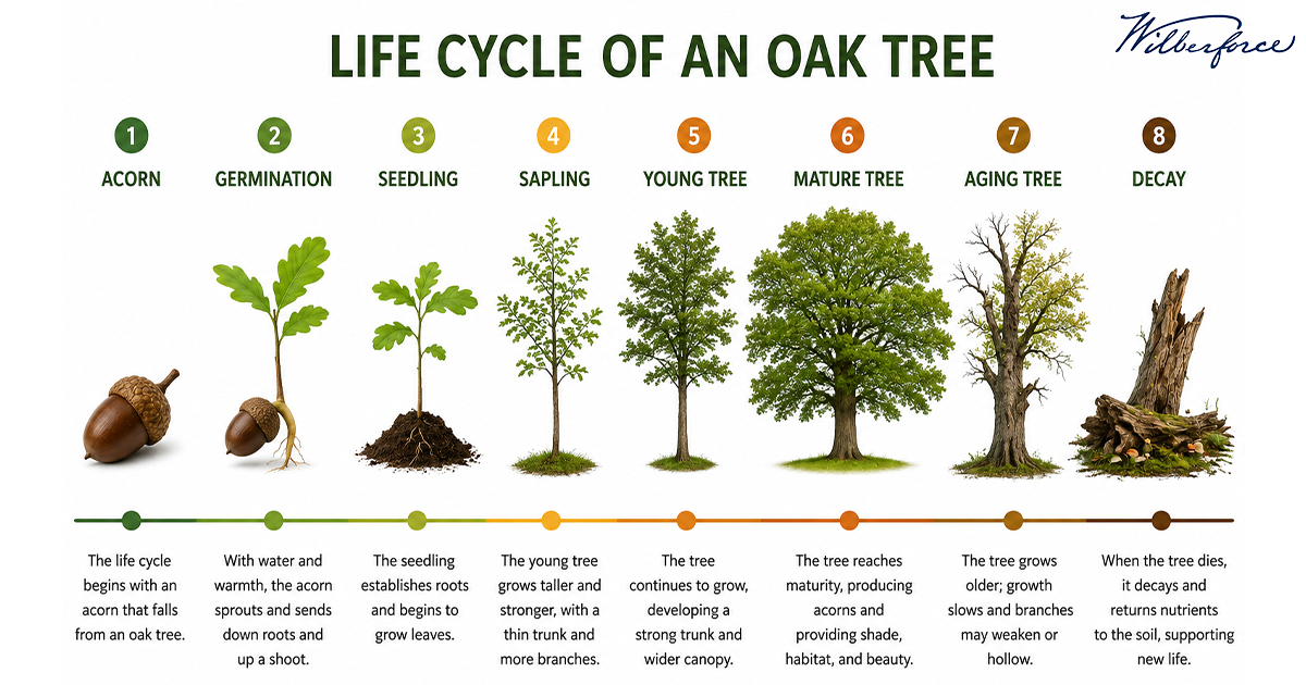 WilberfProject's tweet photo. There are those who think that "an acorn is not an oak tree" is some kind of sound argument. It's not.

An acorn and tree are different stages of development for an oak, just as embryo and adult are different stages of development for a human. But an acorn and oak tree are both 100% oak, just as an embryo and an adult are 100% human.
