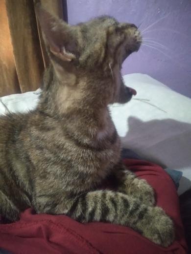 17ssouls's tweet photo. me pega más fuerte pq fuiste la única gata que tuve y dios, eras mi gaturra linda https://t.co/2ISZCUdubg