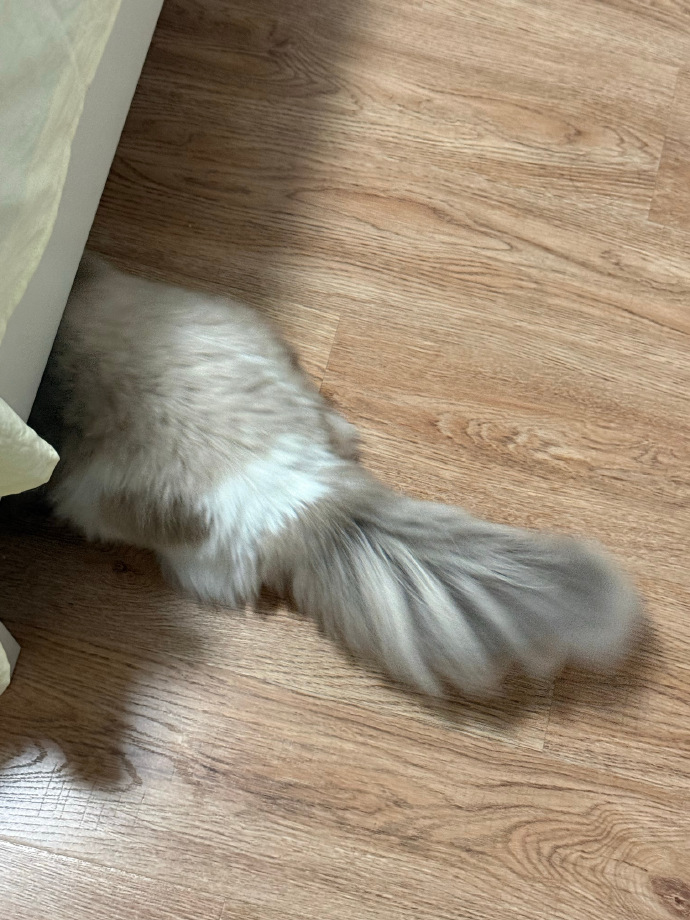 AstridSuherlan's tweet photo. We're playing hide and seek, but your butt's showing! lol https://t.co/sw3lha8qQn