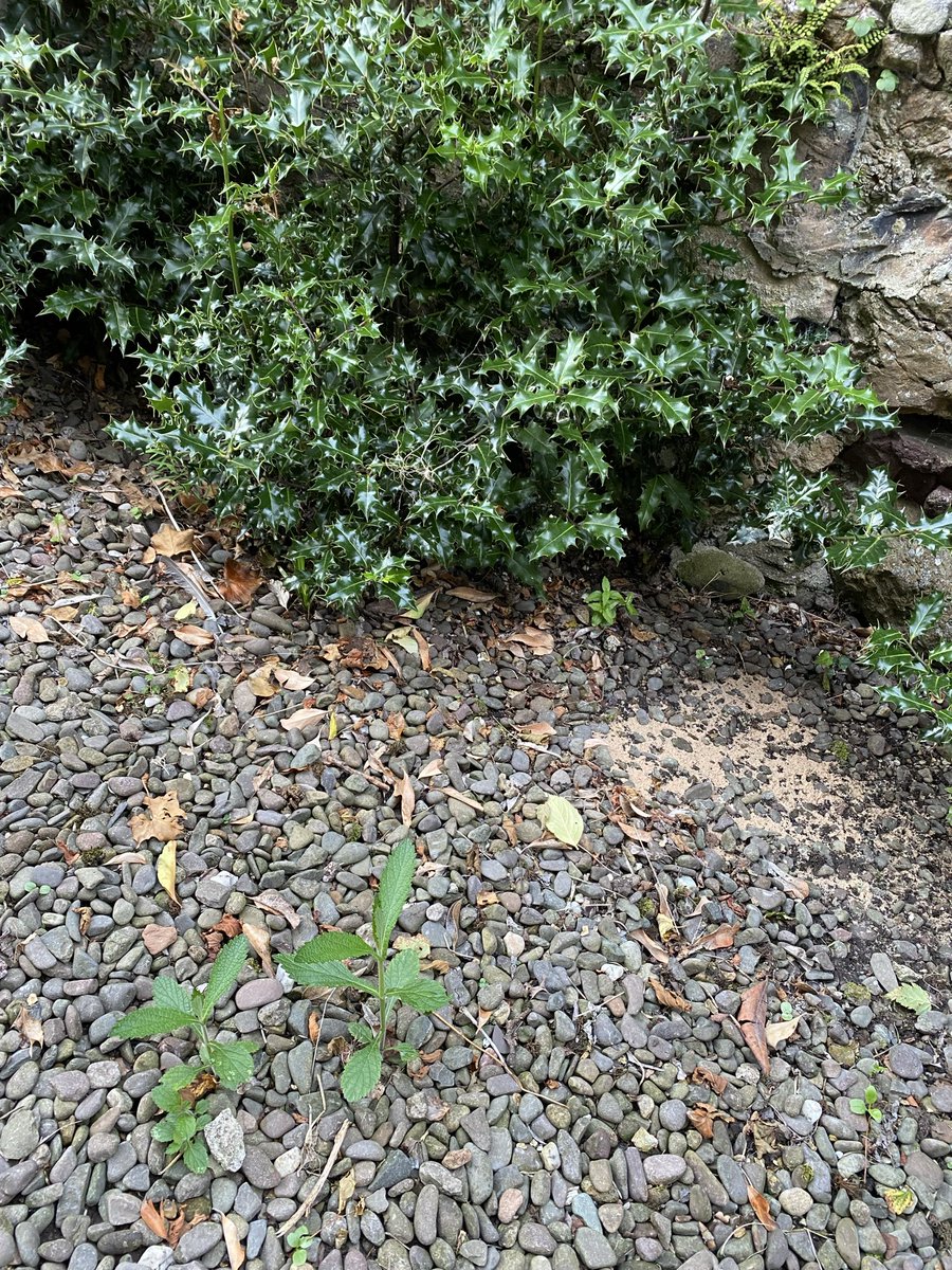 rob_northern's tweet photo. Who needs pots when there’s a garden path #VerbenaB https://t.co/nFr7Duel3j