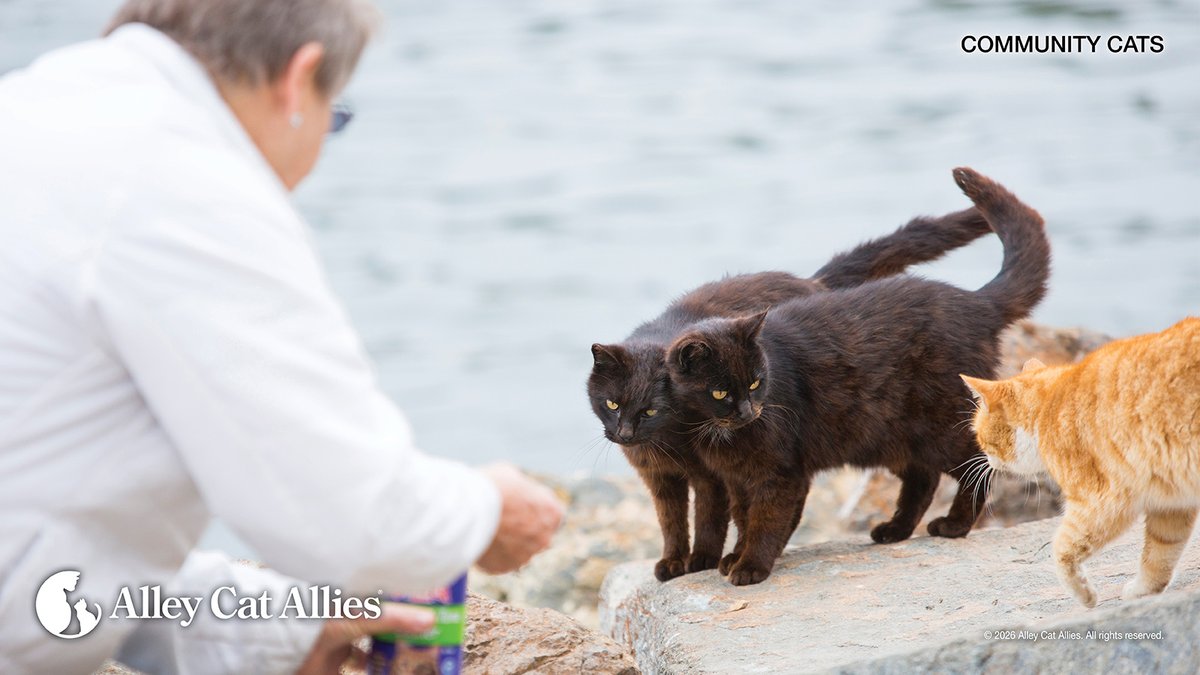 alleycatallies's tweet photo. An ordinance that truly protects community cats must not only ensure cats are not rounded up and killed, but also protect their caregivers from fines and other unjust penalties.

Feeding bans, mandatory colony registration, leash laws, and other punitive measures endanger cats' lives and deter people from carrying out #TNR and other humane, effective action for cats. 

With your support, Alley Cat Allies takes a stand against harmful laws and policies before they can take root in communities. Learn more about laws that impact cats, positively and negatively, at https://t.co/nuSWAh8MZf