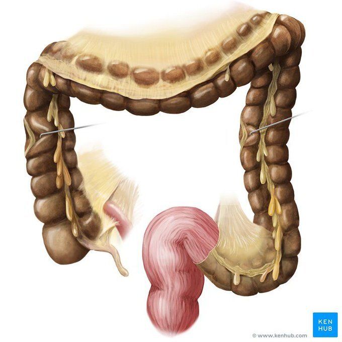HumanaCuriosaX's tweet photo. 10 años en el gimnasio me enseñaron una cosa: la salud intestinal lo cambia todo. 

Si quieres arreglar tu intestino, aquí tienes mis mejores enseñanzas:

1/ Deja de tomar agua del grifo. https://t.co/5QrHL6ZPgB