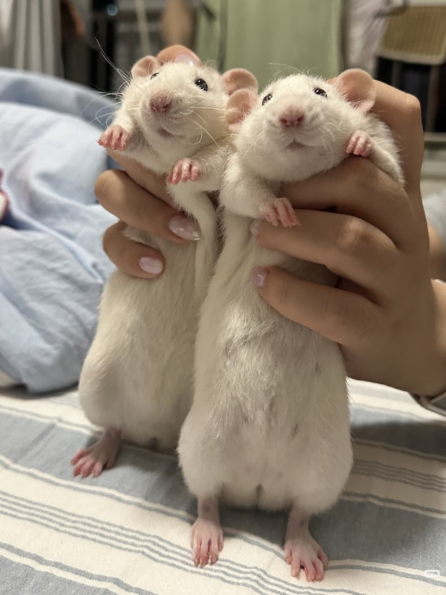 TweetsOfHamster's tweet photo. Twin 🐁🐁 https://t.co/8T2foVhefp