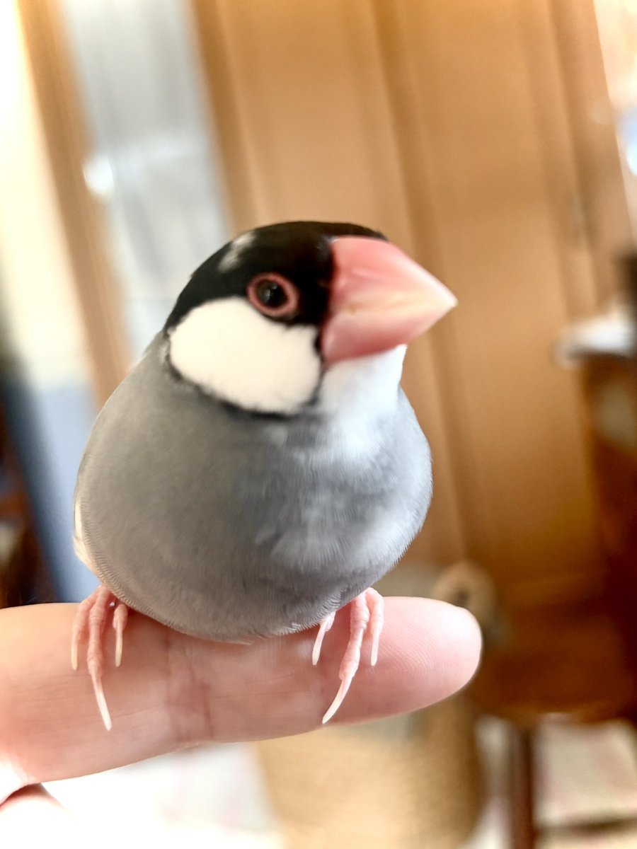 shinohan219's tweet photo. お久しぶりです
葉は換羽の真っ最中ですが毎日水浴びをして遊んで、ごはんもいっぱい食べて元気です
１ヶ月前は夏だから嘴もアイリングもてりてり真っ赤だったのに今はだいぶピンクで

換羽がんばろうね https://t.co/6BpZEvG6EF