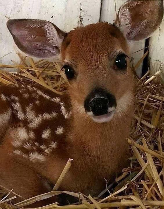 ph4llax's tweet photo. ok i know people on here r puppy peter pilled but doe eyed peter #buzzy https://t.co/SfMyN4OtA1