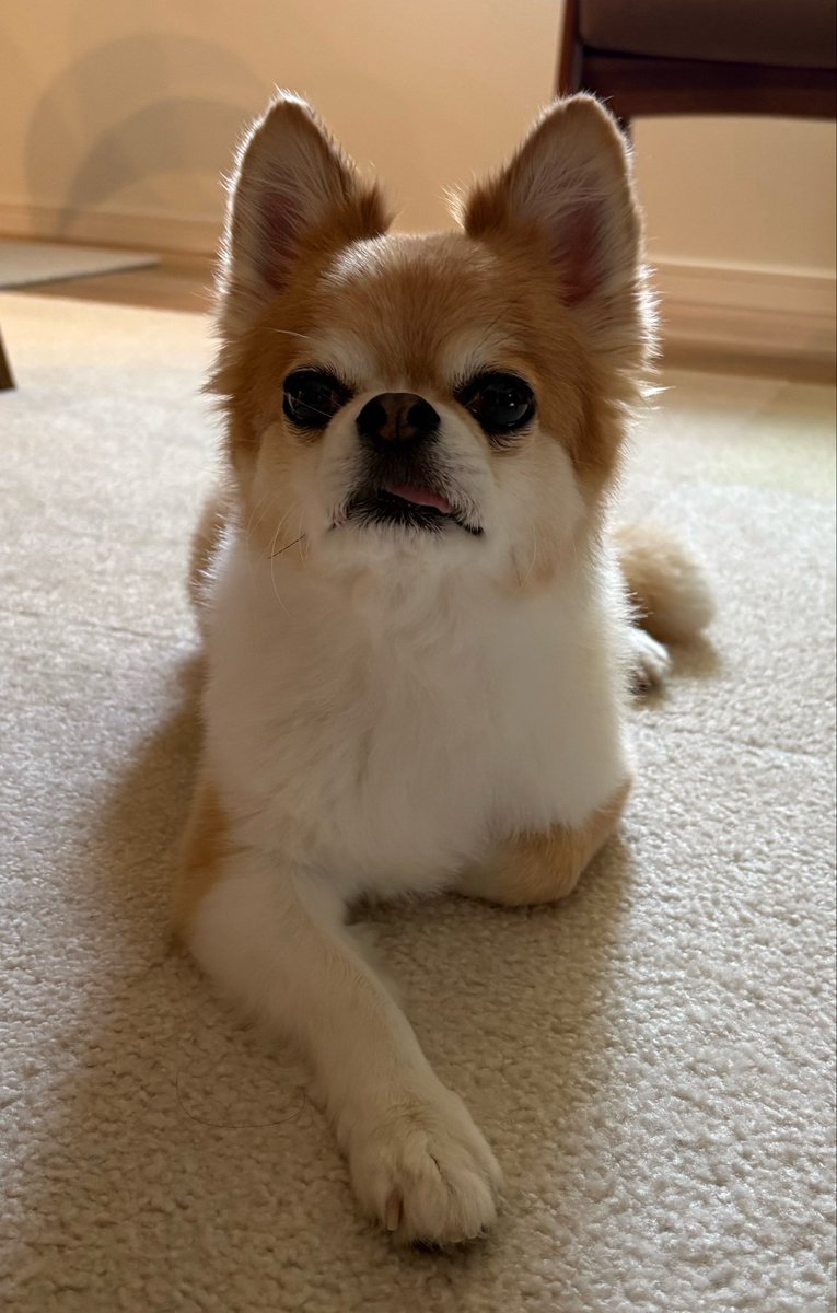 hanimaru38's tweet photo. おはようございます。
本日もよろしくお願いします
#dog #わんこ #お家のすごしかた #ちわわ #いぬのいる暮らし #いぬのきもち https://t.co/qU4elvS1zg