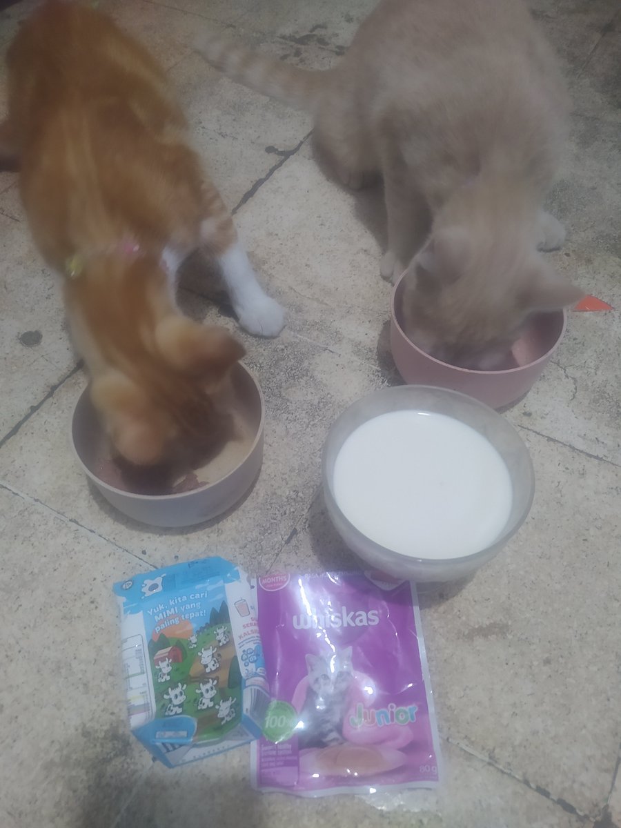 imasputra12's tweet photo. Selamat pagi kucing cantik
Sudah beli makan jajan dan susu minuman 😻😽 

#kucing #rezeki #allah #makan #susu https://t.co/Gw5y7He8to