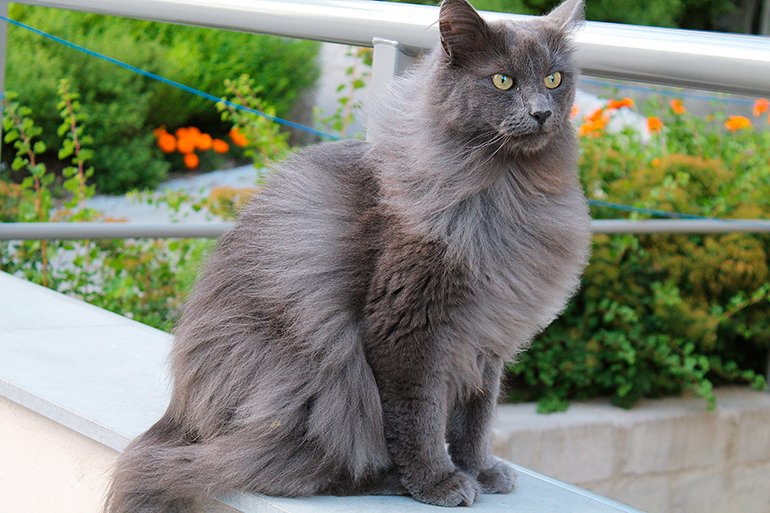 AriBotero's tweet photo. ¿Sabías que el Nebelung es considerado un fantasma azul?

Recibe el apodo de "criatura o fantasma de la niebla" porque su nombre proviene de la palabra alemana Nebel (niebla) y del cuento medieval Nibelungenlied.
Su pelaje azul grisáceo con puntas plateadas refleja la luz de forma especial, dándole un aspecto etéreo, suave y misterioso que parece flotar como la bruma.

#EspecialAgosto #AriDatos #Gato #Nebelung