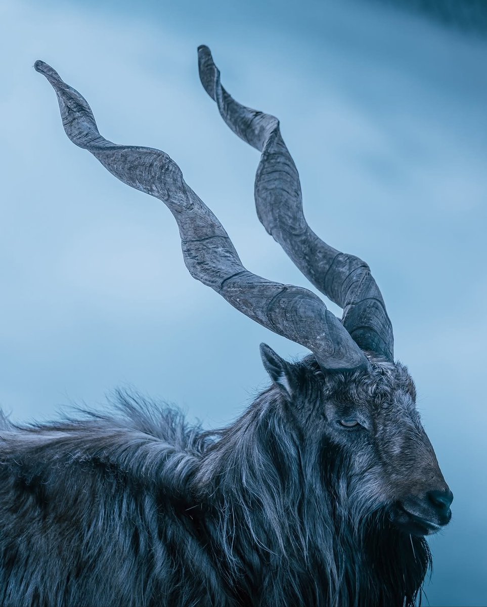 visualsofearth1's tweet photo. The Markhor, an under-appreciated cool animal living at high-altitude in the Karakoram and Himalayan Mountains. It is the largest goat species in the world. https://t.co/vqL7Bm7pxl
