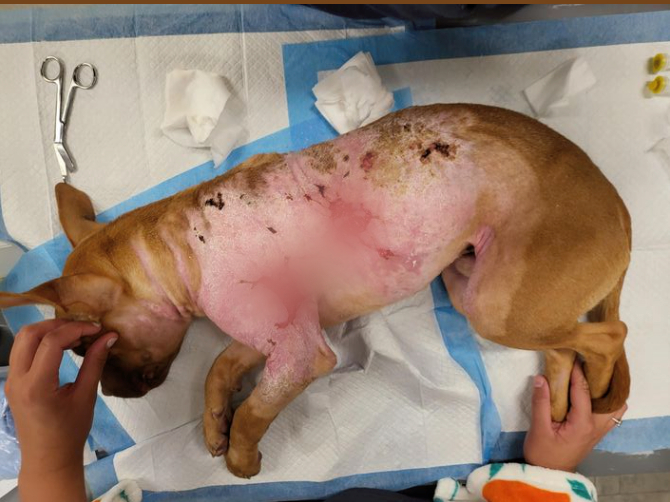 CensoredVoiceHQ's tweet photo. This is pure evil.

Arab settler in Judea and Samaria tortured a dog and tried to burn it alive.

The IDF rescued it at the last second — covered in severe burns.

Animal torture exploded under PLO control.

This culture is demonic. https://t.co/LE2LftbYQx