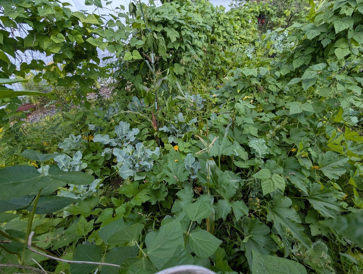 sparquah's tweet photo. We've done it once again and ahead of schedule. Beans are worthless. As of this morning you will no longer be labeled a Fat Bean Thieving Chud if you take beans without at least 15 minutes of midwestern small talk. Come to my front door and shout "bean me" to receive beans. https://t.co/Sl5iaqCwJ6