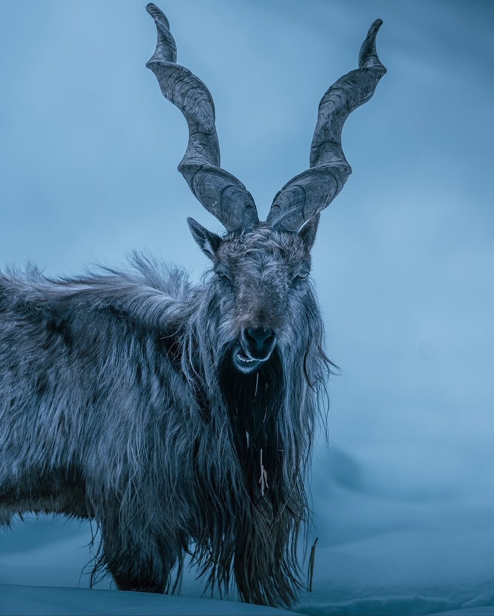 visualsofearth1's tweet photo. The Markhor, an under-appreciated cool animal living at high-altitude in the Karakoram and Himalayan Mountains. It is the largest goat species in the world. https://t.co/vqL7Bm7pxl