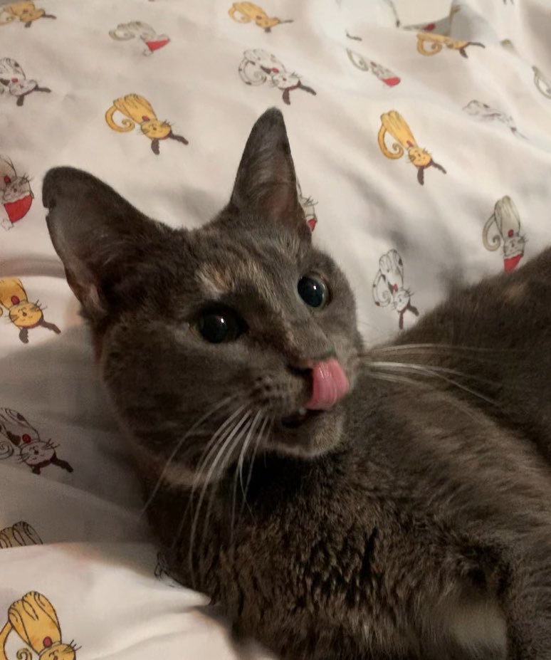 AmazingAcroCats's tweet photo. #TongueOutTuesday with Newt
#acrocats https://t.co/CxuQmQH6sA