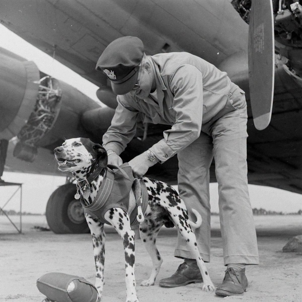 Fray_Ek's tweet photo. US Air Force 1944..
This beautiful Dalmatian, the crew's mascot.. 🐶 https://t.co/IocaGiYAnh