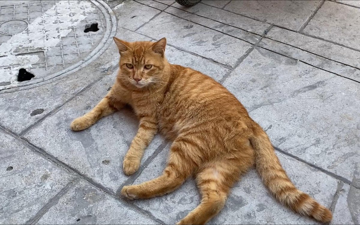3501095Malik's tweet photo. Spent 10 mins in a campus meeting this morning, realizing my laptop was showing my cat’s FaceTime screen instead of the attendance sheet. The whole room went quiet… and my cat just licked her paw on camera. https://t.co/XO5BXrBw1B