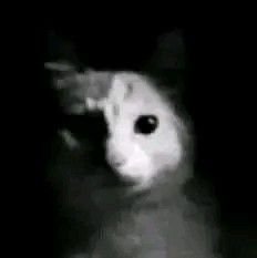 Mudinuul's tweet photo. @aSunnys1de Cult of chicken worship, but I love rabbits (You just don't know how close the enemy is..) https://t.co/cf1nVvJMZH