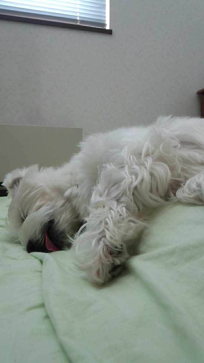 dogsukiman's tweet photo. 眠りが深すぎるイヌ https://t.co/gy48qwv69h