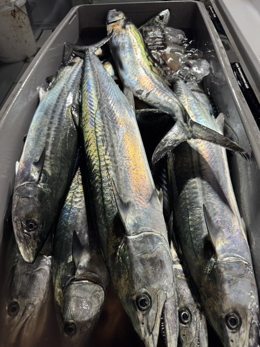 daieimaru_jr's tweet photo. ナイトサワラ🐟

4~50匹

20.21.23.24〜全日空席あり
やはり毎年人気が無いのか毎日
ガラガラ状態です💦

コマセキハダ、中深海系統のタックルでやれますのでお持ちの方は是非🙇‍♂️

これでいいかな？PEは？など細かい質問等はお電話下さい〜🙏
#新潟東港
#第三大栄丸Jr
#ナイトサワラ https://t.co/dxllmcB7ab