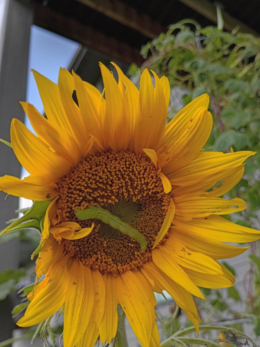 ChickenTrtr's tweet photo. まだまだ夏真っ盛り https://t.co/TeM7pjoyjn