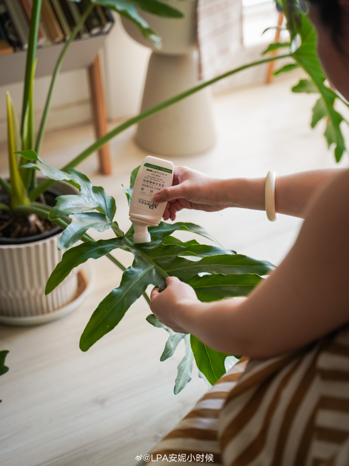 GaryStammlajn's tweet photo. Pro tip for plant parents: Wipe your houseplant leaves with a damp cloth once a week to unclog pores, boost photosynthesis, and help your green buddies thrive! https://t.co/S2YRkzXN7a